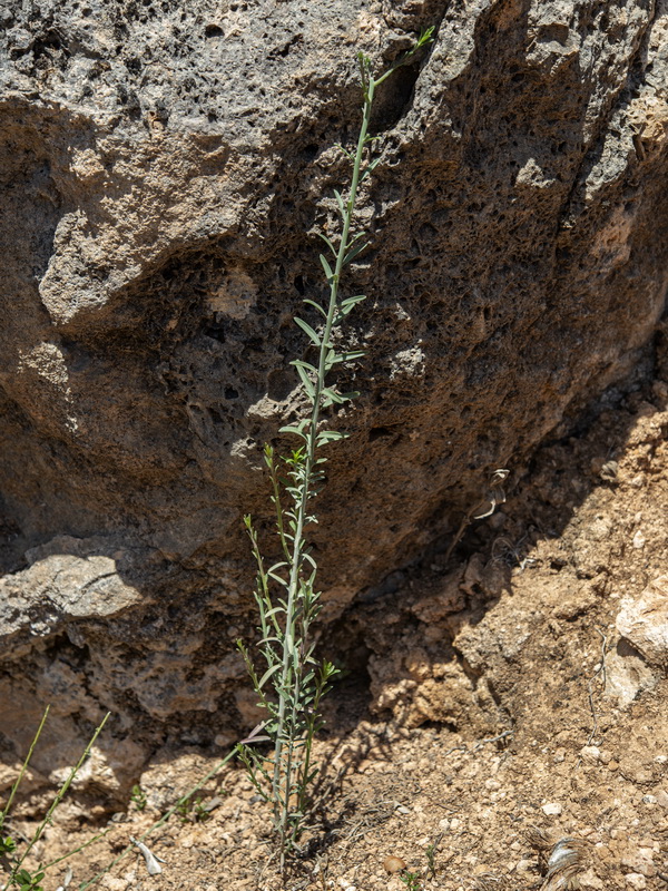 Fumana fontanesii.05