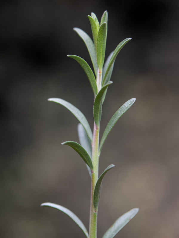 Fumana fontanesii.06