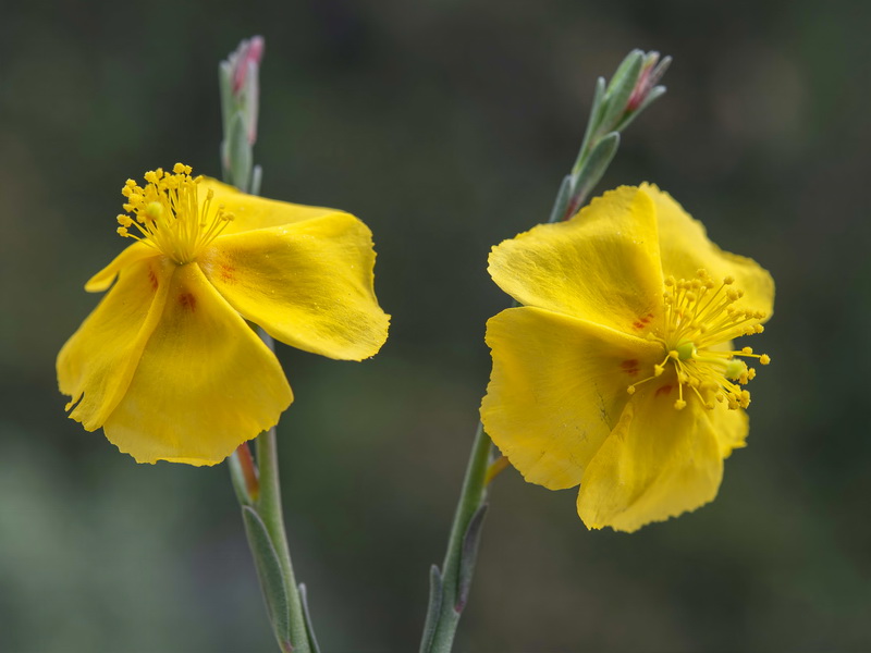 Fumana fontanesii.17