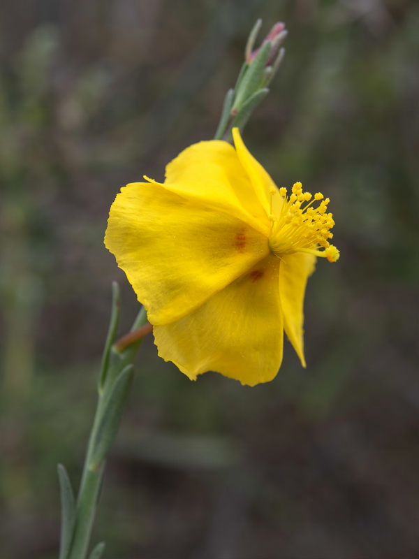 Fumana fontanesii.19