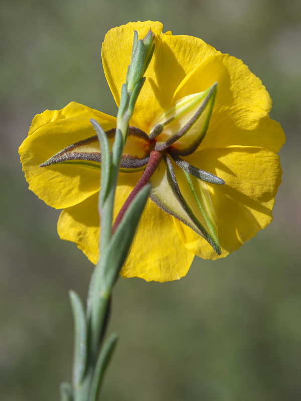 Fumana fontanesii.24