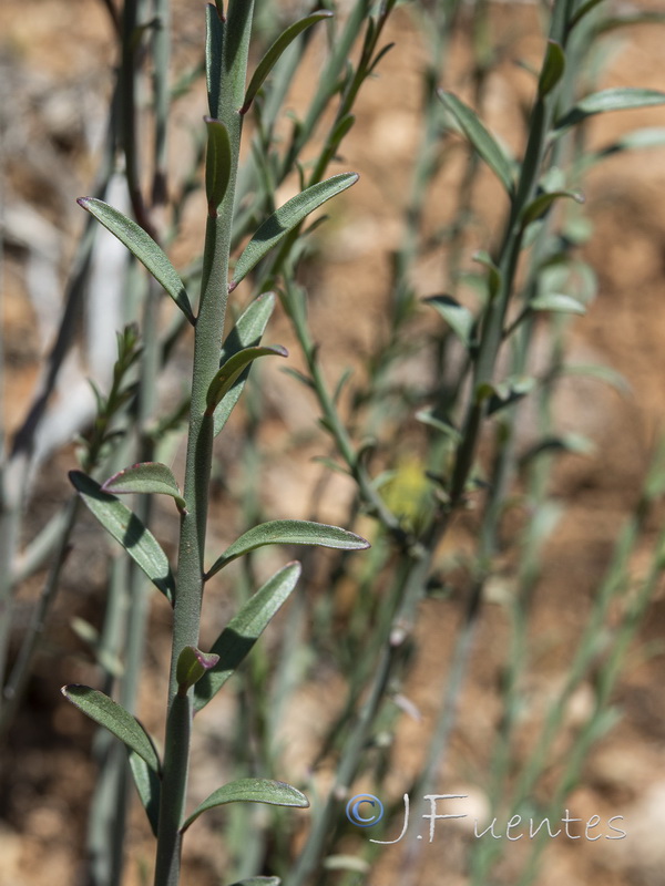 Fumana fontanesii.28