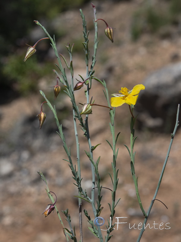 Fumana fontanesii.29