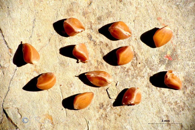 Fumana fontanesii.32
