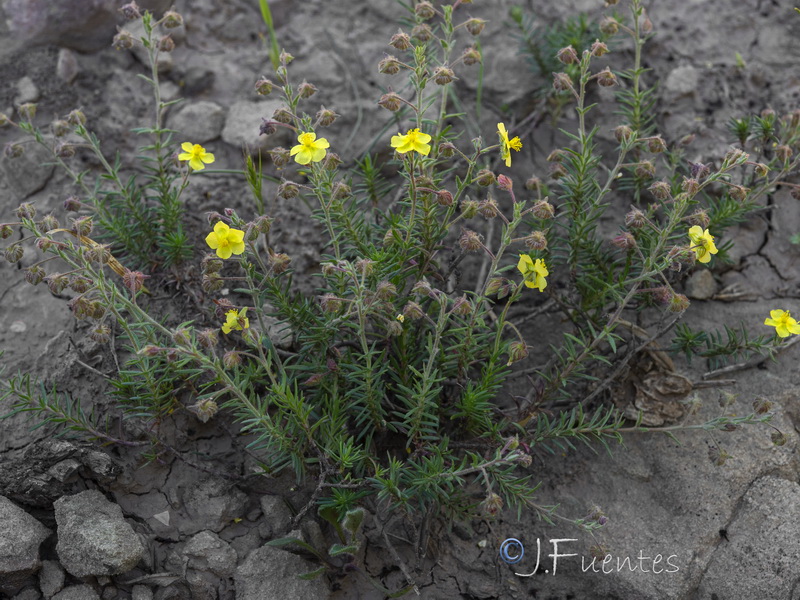 Fumana juniperina.03