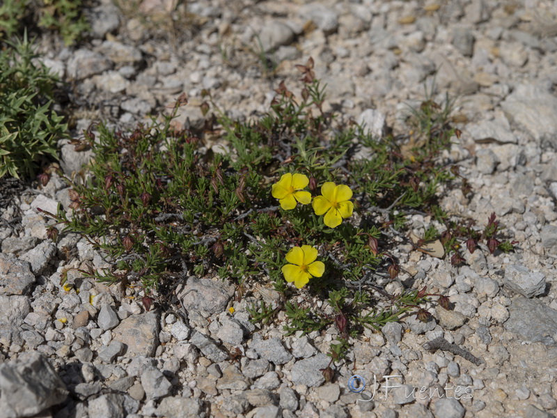 Fumana lacidulemiensis.04