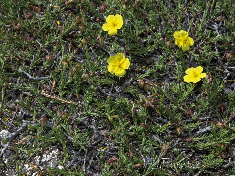Fumana lacidulemiensis.05