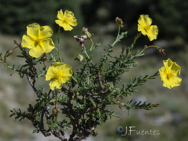 Fumana lacidulemiensis.06