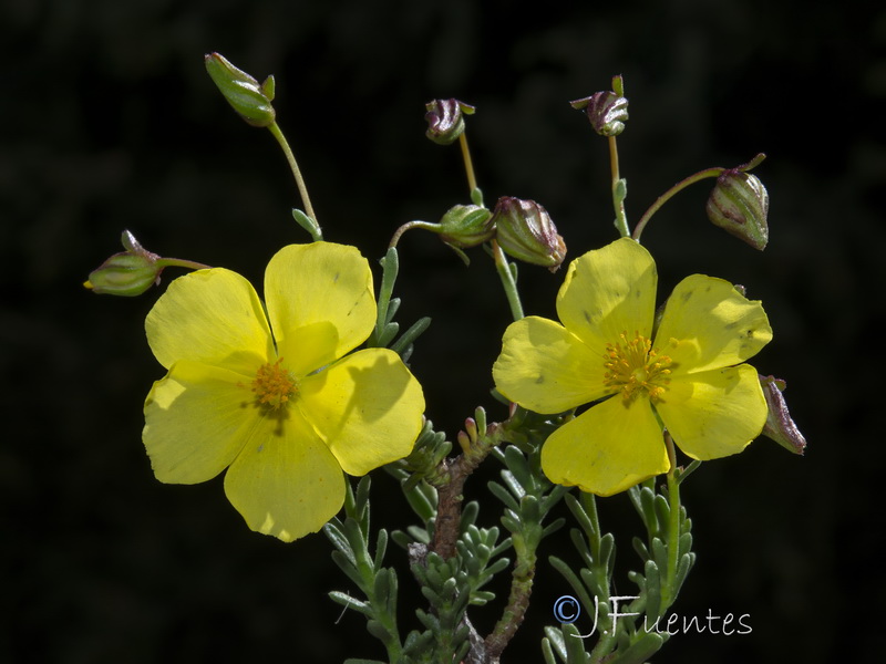 Fumana lacidulemiensis.07