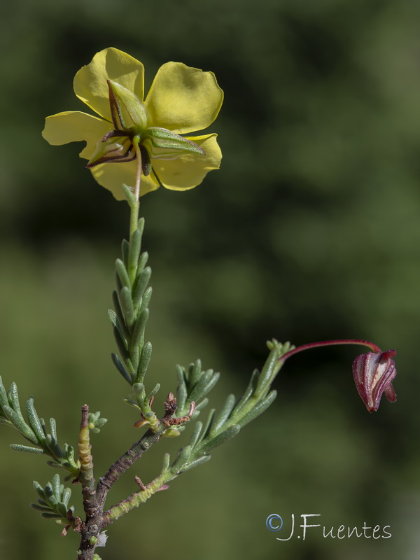 Fumana lacidulemiensis.09