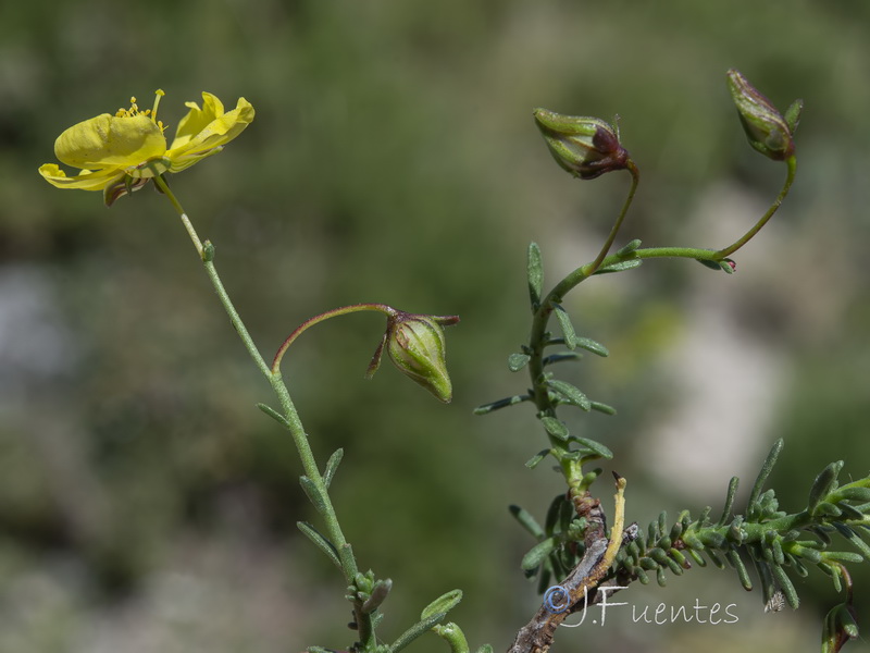 Fumana lacidulemiensis.10
