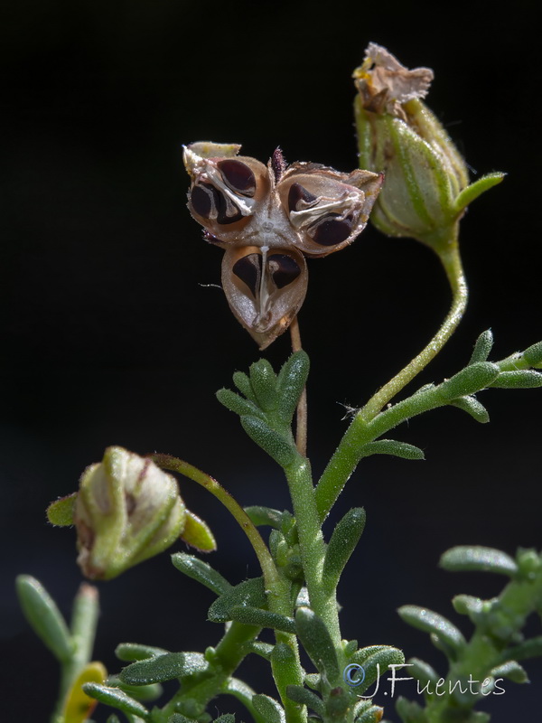 Fumana lacidulemiensis.11