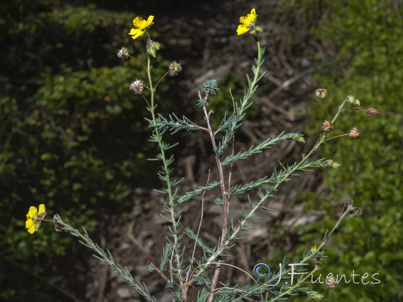 Fumana laevis.01