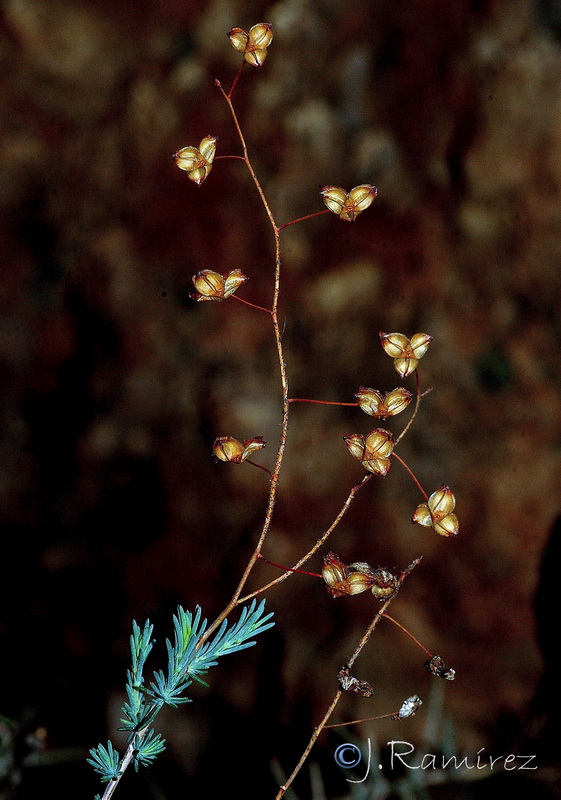 Fumana laevis.05
