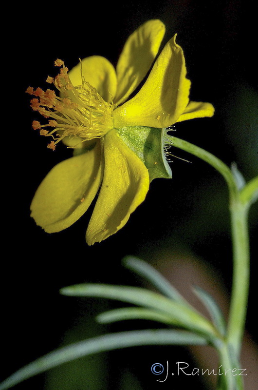 Fumana laevis.07