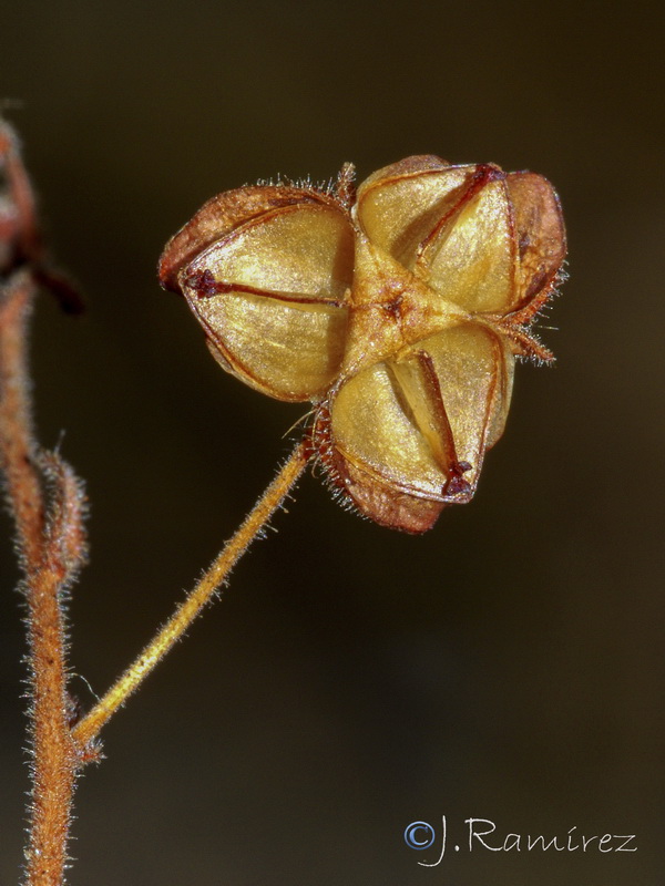 Fumana laevis.09