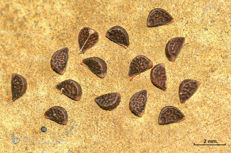 Fumana laevis.10
