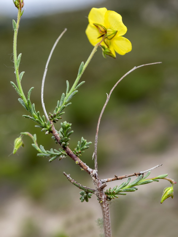 Fumana paradoxa.03