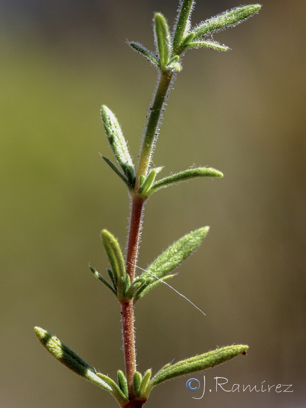 Fumana thymifolia.09