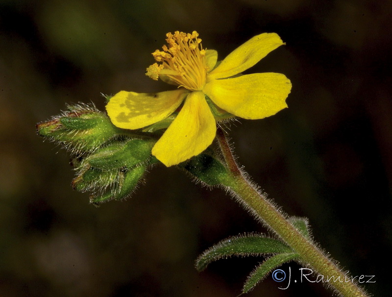 Fumana thymifolia.11