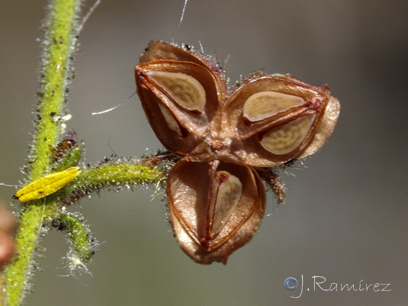 Fumana thymifolia.13