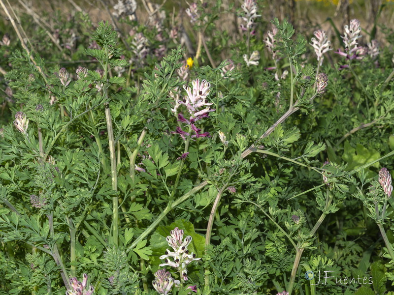 Fumaria agraria.01