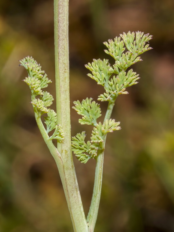 Fumaria bracteosa.02