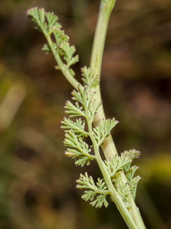 Fumaria bracteosa.03