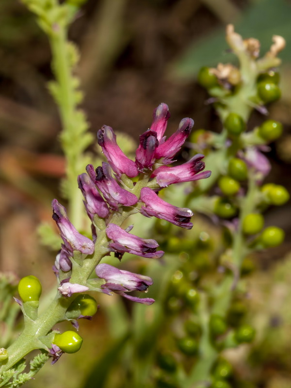 Fumaria bracteosa.05