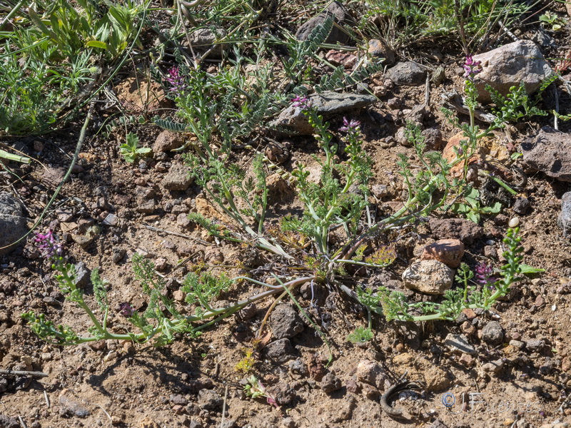 Fumaria bracteosa.08