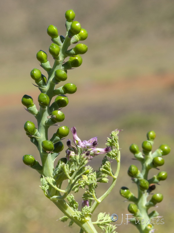 Fumaria bracteosa.14