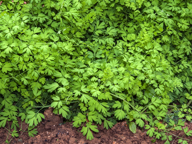 Fumaria capreolata.01