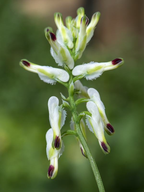 Fumaria capreolata.02
