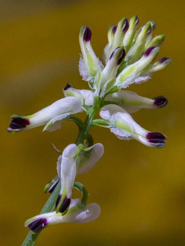 Fumaria capreolata.03