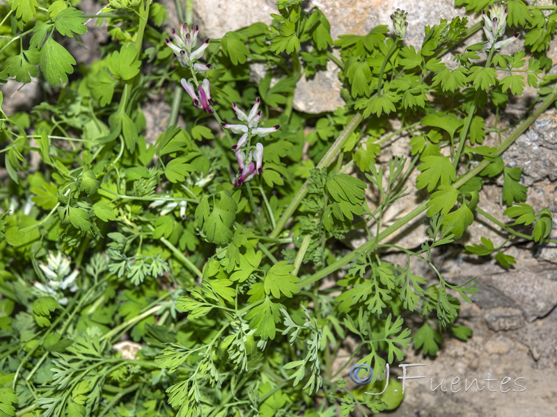 Fumaria capreolata.04