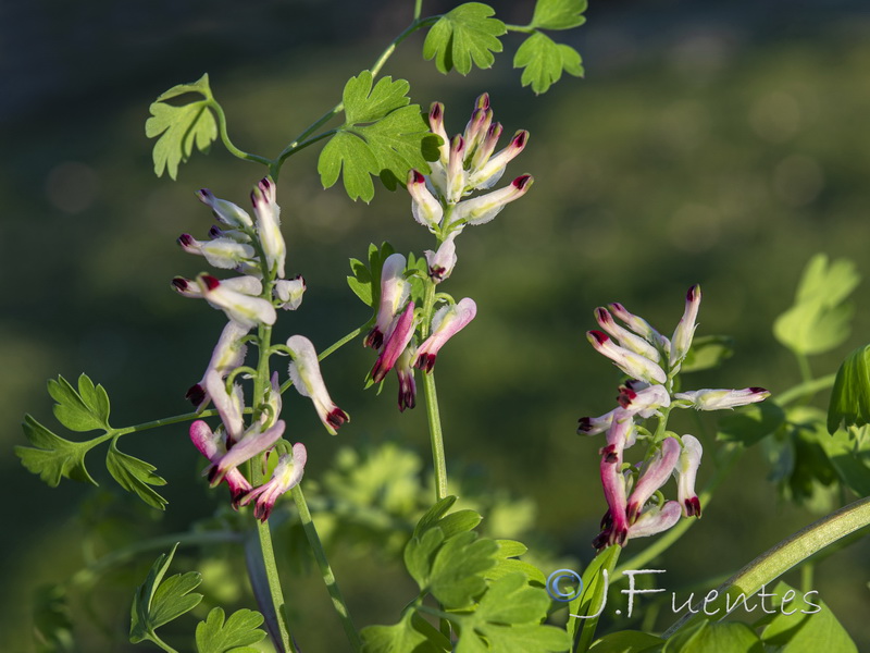Fumaria capreolata.07