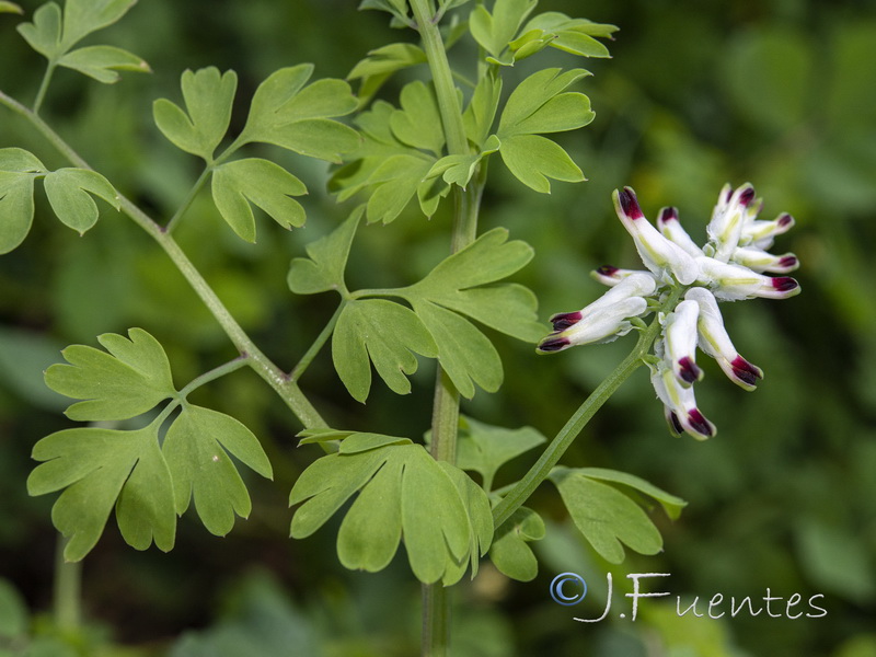 Fumaria capreolata.08