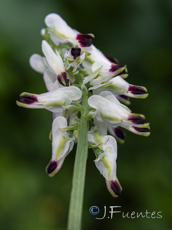 Fumaria capreolata.09