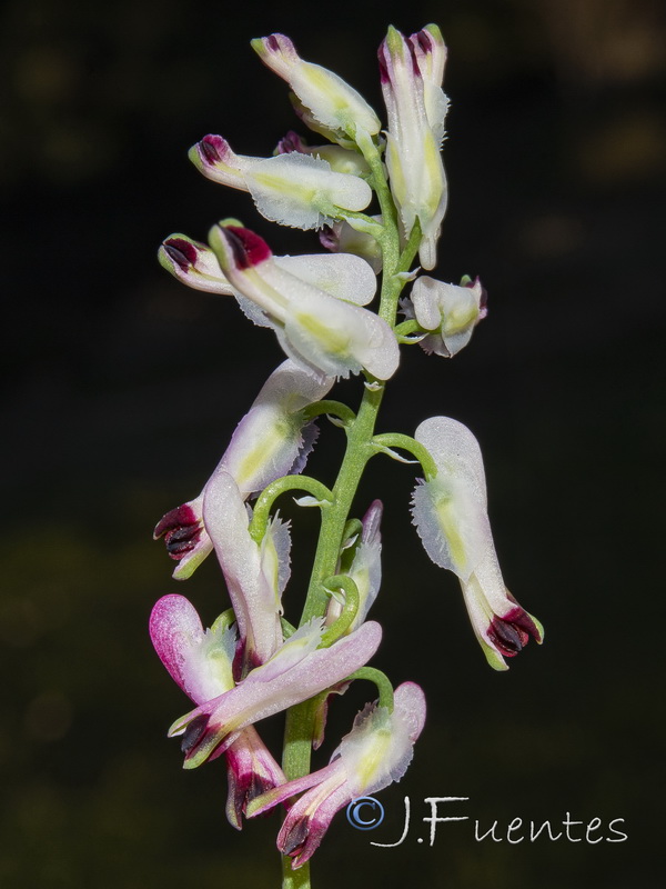 Fumaria capreolata.10
