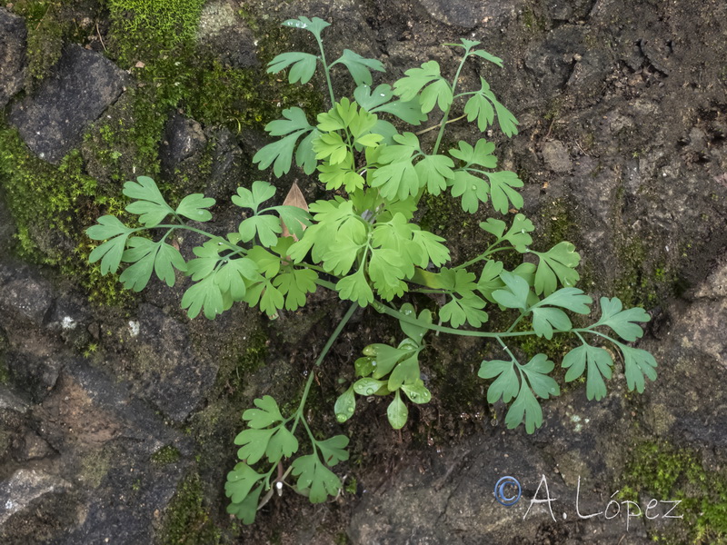 Fumaria capreolata.11