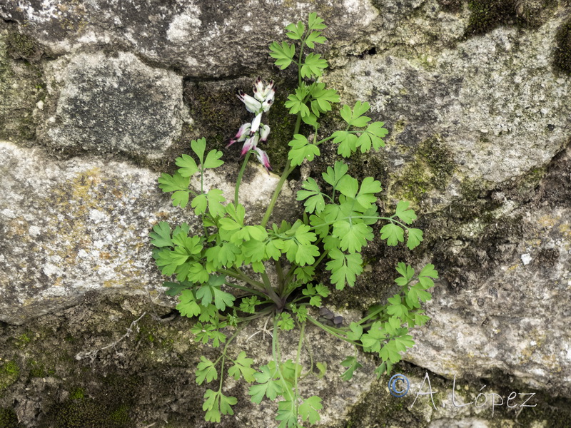 Fumaria capreolata.12