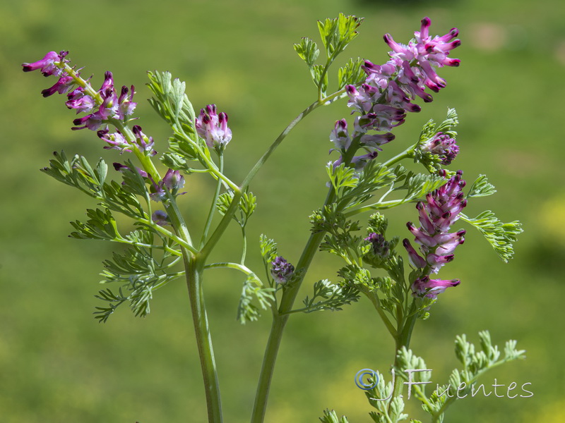 Fumaria densiflora.01