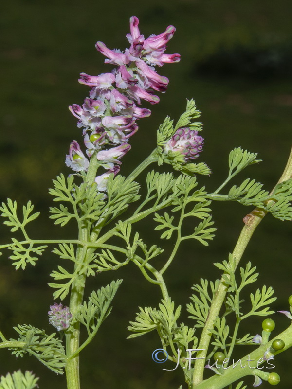 Fumaria densiflora.04
