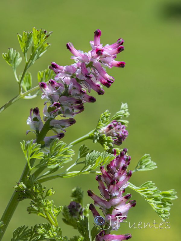Fumaria densiflora.05