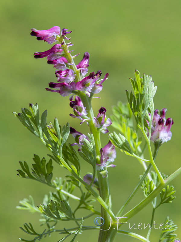 Fumaria densiflora.06