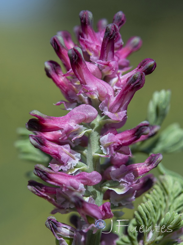 Fumaria densiflora.07