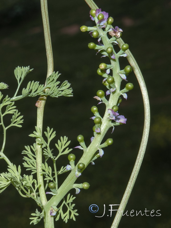 Fumaria densiflora.08