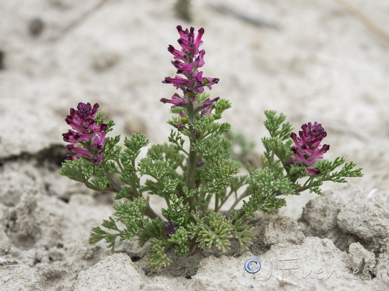 Fumaria densiflora.09