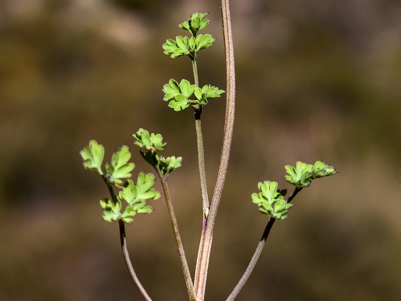 Fumaria macrosepala.03