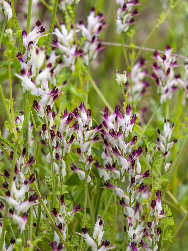Fumaria macrosepala.05